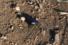 Timarcha goettingensis
