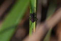 Pardosa lugubris