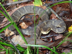 Gloydius tsushimaensis