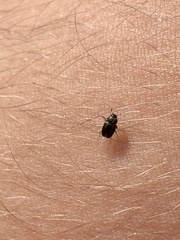 Brassicogethes aeneus