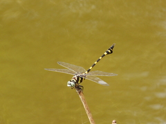 Ictinogomphus decoratus