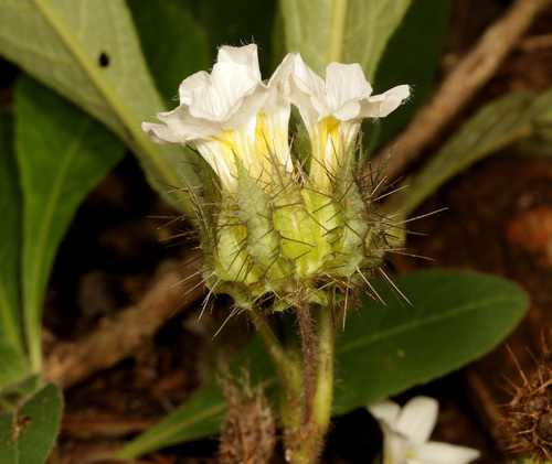 Image of Crabbea velutina by (c) Wynand Uys, some rights reserved (CC BY)