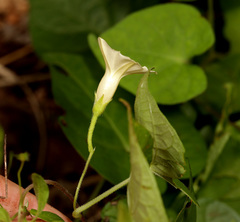 Ipomoea obscura