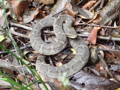 Gloydius tsushimaensis