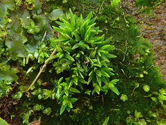 Pogonatum aloides