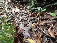 Gloydius tsushimaensis