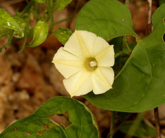 Ipomoea obscura
