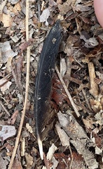 Turdus merula
