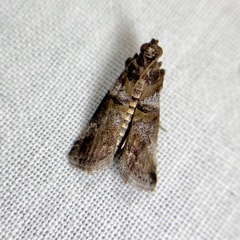 Conobathra hemichlaena