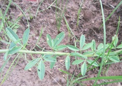 Crotalaria dura