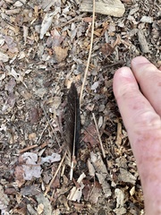Turdus merula