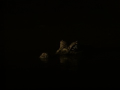 Caiman crocodilus