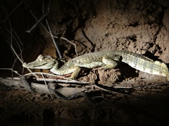 Caiman crocodilus