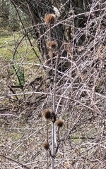 Dipsacus fullonum