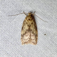 Oligoloba severa