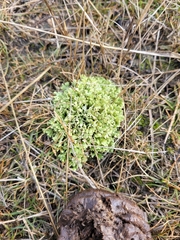 Cladonia foliacea