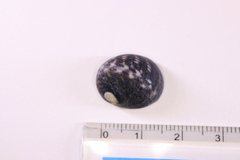 Nerita japonica