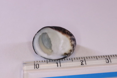 Nerita japonica