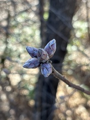 Rhododendron canescens