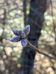 Rhododendron canescens
