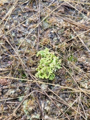 Cladonia foliacea