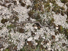 Vipera seoanei
