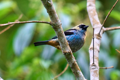 Tangara labradorides