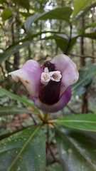 Palicourea urceolata