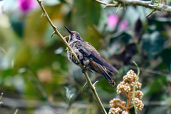 Colibri delphinae