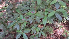 Palicourea urceolata