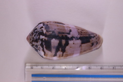 Conus fulmen
