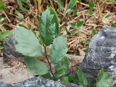 Ficus pandurata
