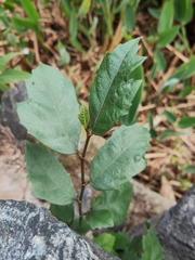 Ficus pandurata