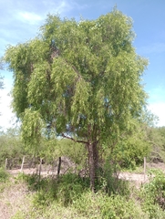 Acanthosyris falcata