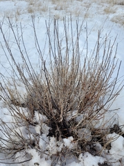 Bassia prostrata