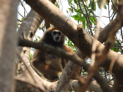 Hylobates lar
