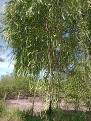 Acanthosyris falcata