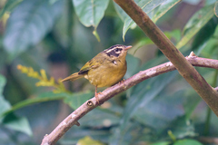 Basileuterus tristriatus