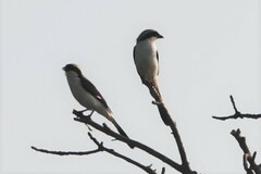 Lanius excubitoroides