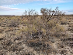 Haloxylon ammodendron