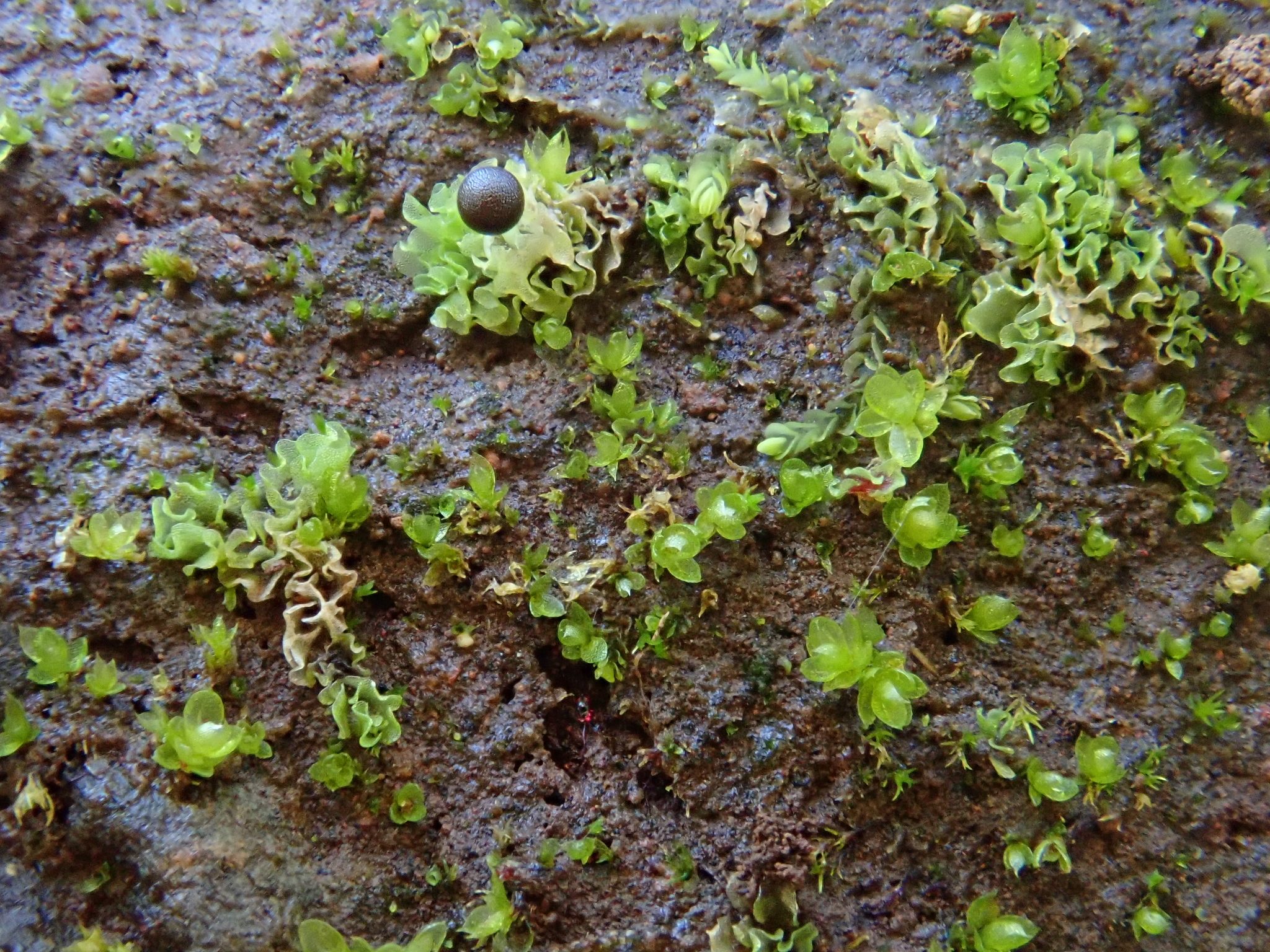 Fossombronia pusilla