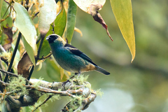 Tangara labradorides