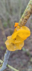 Tremella mesenterica