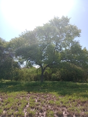 Schinopsis lorentzii