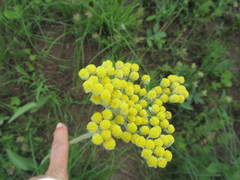 Helichrysum pallidum