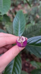 Palicourea urceolata