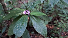 Palicourea urceolata