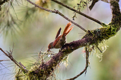 Cranioleuca erythrops