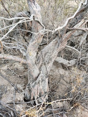 Haloxylon ammodendron