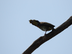 Psilopogon haemacephalus indicus